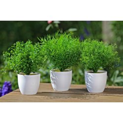 GRNN PLANTE I HVIT POTTE, H 25 CM