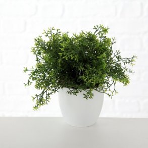 GRNN PLANTE I HVIT POTTE, H 25 CM