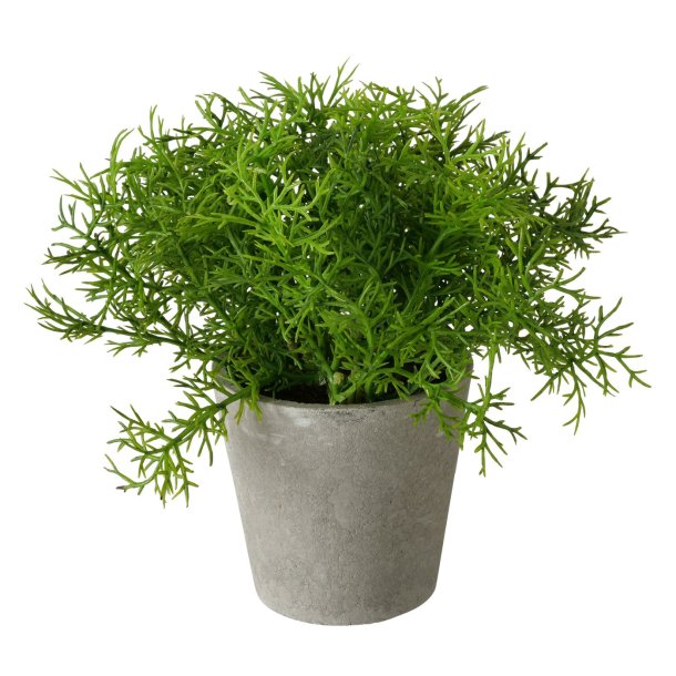 GR�NN PLANTE I POTTE, 16 X 18 CM