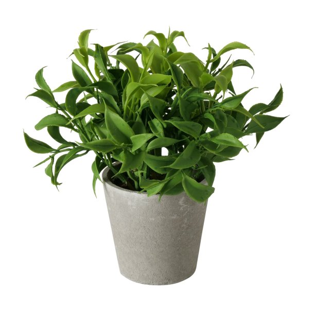 GR�NN PLANTE I POTTE, 16 X 18 CM