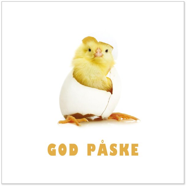 NYDELIG P�SKESERVIETT MED KYLLING, LUNCH