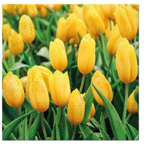 NYDELIG SERVIETT MED GULE TULIPANER, LUNCH