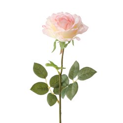 VAKKER ROSA ROSE, H 60 CM
