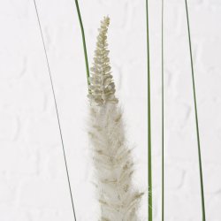 NYDELIG STR, PAMPAS, HVIT, H 95 CM