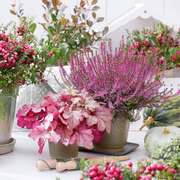 NYDELIG SERVIETT MED LYNG, LUNCH